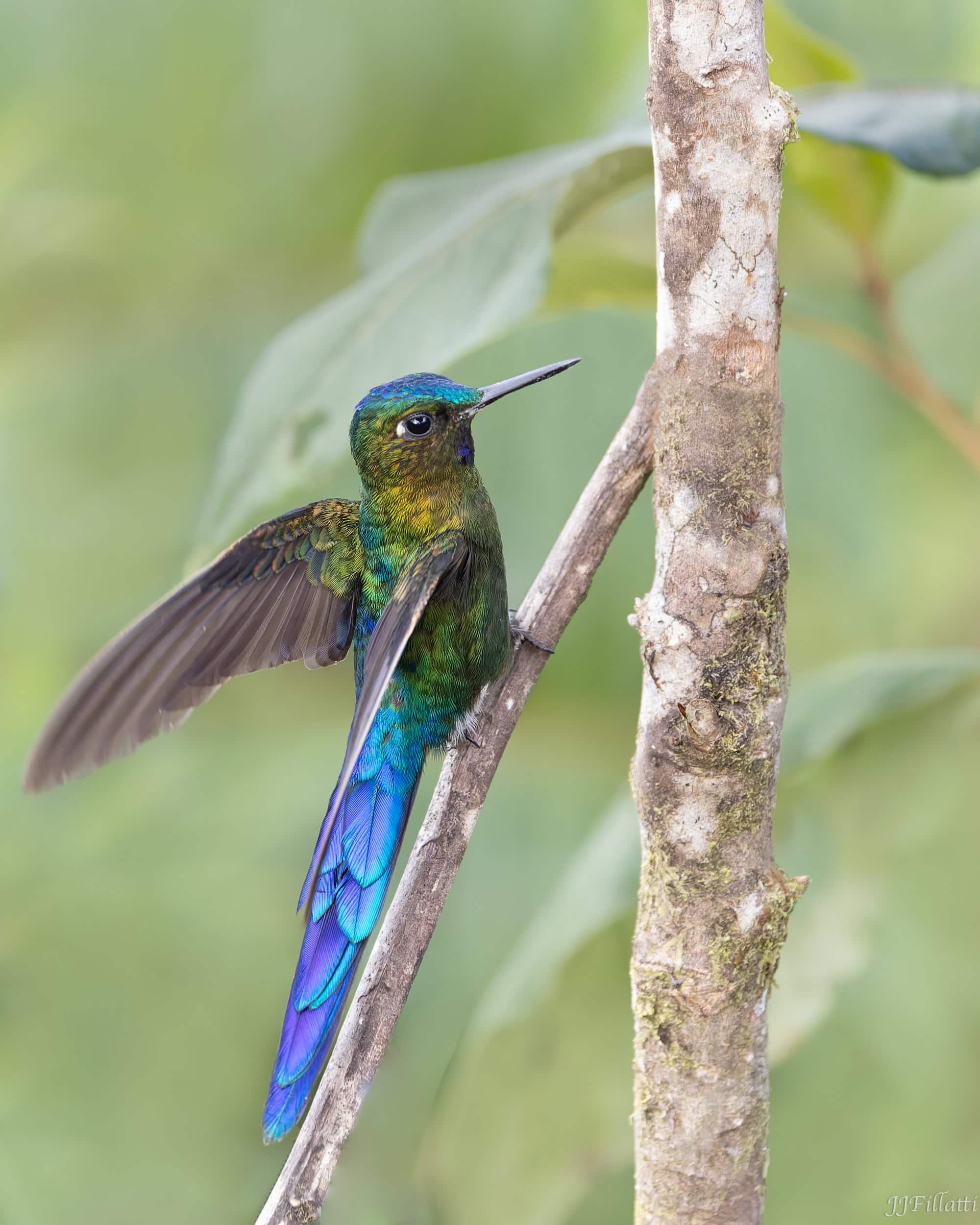 bird of colombia image 4